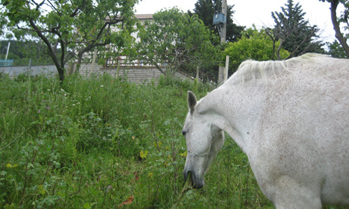 Masseria Avellaneta – Monti Dauni — San Marco la Catola